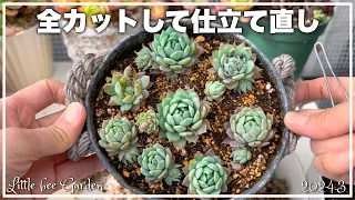 [Succulents] Re-tailoring overgrown succulents [Gardening]