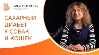 💉 Сахарный диабет у собак и кошек: признаки, лечение, рацион. Сахарный диабет у собак и кошек. 18+