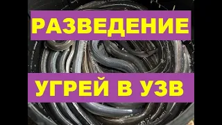 РАЗВЕДЕНИЕ УГРЕЙ В УЗВ