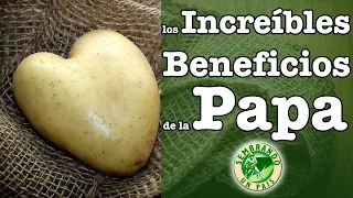 Los Increíbles Beneficios de la Papa🍠