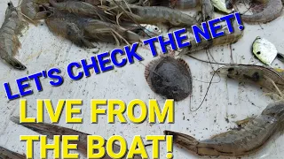 STREAMED LIVE - Shrimp Trawling - A Look at Our Catch