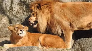 【安らかに】ガーネットとバリー（しま太郎も）とべ動物園