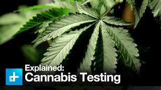 High Tech: Inside a Cannabis Testing Lab