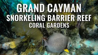 Snorkeling GRAND CAYMAN ISLAND Barrier Reef and Coral Gardens [4K]