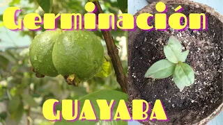 LA MANERA MÁS FÁCIL DE GERMINAR SEMILLAS DE GUAYABA