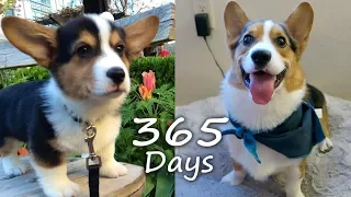 Puppyhood in 365 DAYS: A CORGI PUPPY GROWS UP!