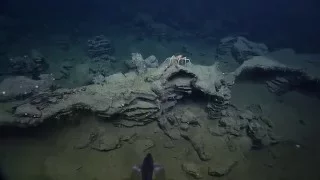 Endeavour Hydrothermal Vents