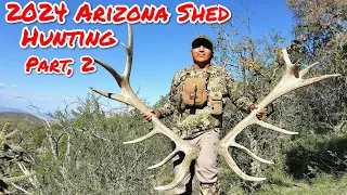 2024 Arizona Shed Hunting Part, 2