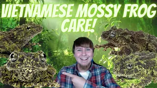 Vietnamese Mossy Frog Care Guide!