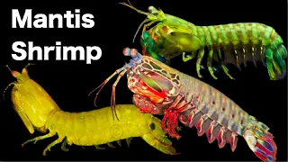 Top 5 Mantis Shrimp Species