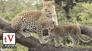 Wild leopard and cub in the Masai Mara - Fig & Furaha