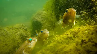 Zu Besuch bei den Grundeln - auf Tauchfahrt mit einem Mini RC-Uboot GoPro