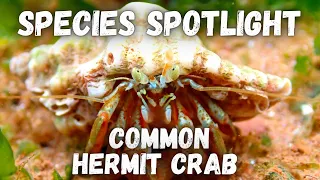 Species Spotlight - Common Hermit Crab