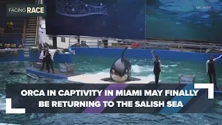 Southern Resident orca in captivity in Miami may be returning home