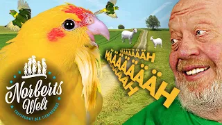 Das LUSTIGSTE Ziegenvideo! 😂  "Määht" der #Ziegensittich wirklich? | NORBERTS WELT | Zoo Zajac