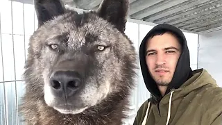 14 Scary WOLF Encounters Not To Watch at 3:44 PM