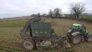 Harvesting Fodder Beet