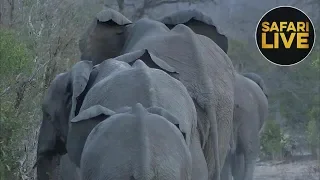 safariLIVE - Sunset Safari - October 10, 2018- Part 1