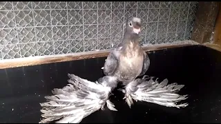 Узбекские голуби Кептерлер Pigeons 🕊🕊🕊