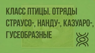 Класс Птицы. Отряды Страусооборазные, Нандуобразные, Казуарообразные, Гусеобразные. Видеоурок