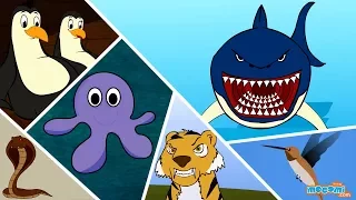 11 Amazing Animals in the World - Learn Facts about Animals | Educational Videos by Mocomi Kids