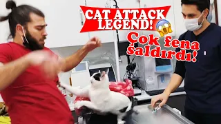 PSYCHO CAT ATTACKS LIKE A NINJA! Real Trouble for the Crew! ( cat attack ) #TheVet