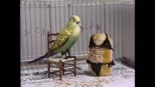 The Tonight Show Starring Johnny Carson  - "Beezer the Lonely Parakeet" - Aug 15, 1991