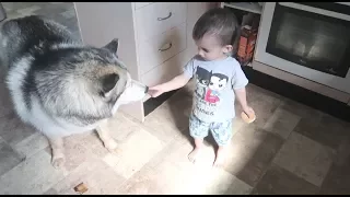 MY 1 YEAR OLD SON SNEAKING TREATS OUT OF THE CUPBOARD FOR HIS FAVOURITE HUSKY!  (CUTE & FUNNY)