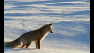 Fox Dives Headfirst Into Snow [feat. @Discovery]