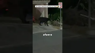 UN OSO APARECIO AFUERA DE MI CASA😱LO TOQUE? #shorts