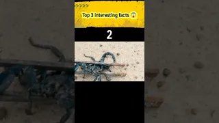 top 3 interesting facts 💯#shorts #facts #amazingfacts #interestingfacts #topfacts #scorpion #insects