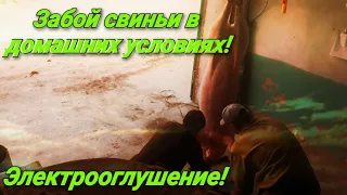 Забой свиней в домашних условиях! Электрооглушение!