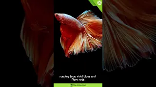 Did You Know These Fascinating Facts about Betta Fish? 🤔💡🤯 #shorts #facts