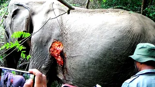 Elephant got severe injuries from tusker's attack received treatment by sympathetic officers