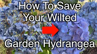 How to save your wilted garden hydrangea immediately!