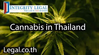 It Will "Take Up To A Year For A New Law To Appear" On Thai Cannabis?