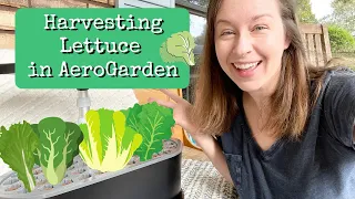 Harvesting AeroGarden Lettuce #lettuce #aerogarden