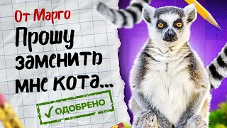 У лемура Марго новый сосед? 🙀 Нападение лемура на котов