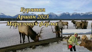 Бурятия, Аршан, "Саянский марал", 10января 2023г#бурятия #аршан #отдыхваршане