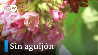 Meliponas: las abejas que no pican