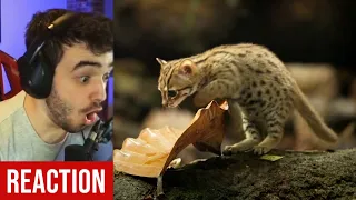 ProHenis Reacts to Worlds Smallest Cat