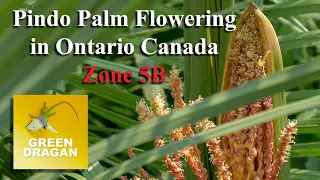 PINDO PALM FLOWERING 2021 Butia Capitata in Zone 5B Ontario Canada 4K60p