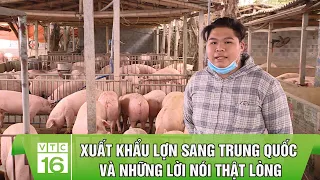 Xuất khẩu lợn sang Trung Quốc và những lời nói thật lòng | VTC16