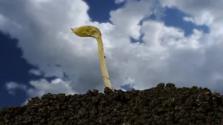 Beans, peas germinating underground & vegetables growing time lapse. Vegetable garden awakening.