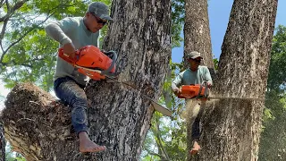 Cut down 3 tallest trees in the garden !! Stihl ms881 Vs Husqvarna 395xp chainsaw.