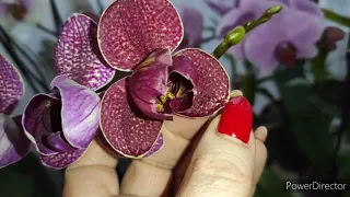 #орхидеицветочныйрай Обзор восточного цветущего подоконника❤