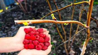 Срочно внесите это удобрение в малину  От этого зависит урожая, избавляемся от вредителей и увеличив