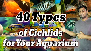 40 Types of Cichlids for Your Aquarium - Most Gorgeous Cichlid Fish.