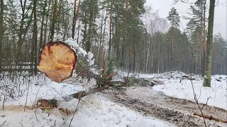 Валка деревьев с наклоном