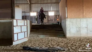 HF Expensive horse climbs and descends the stairs